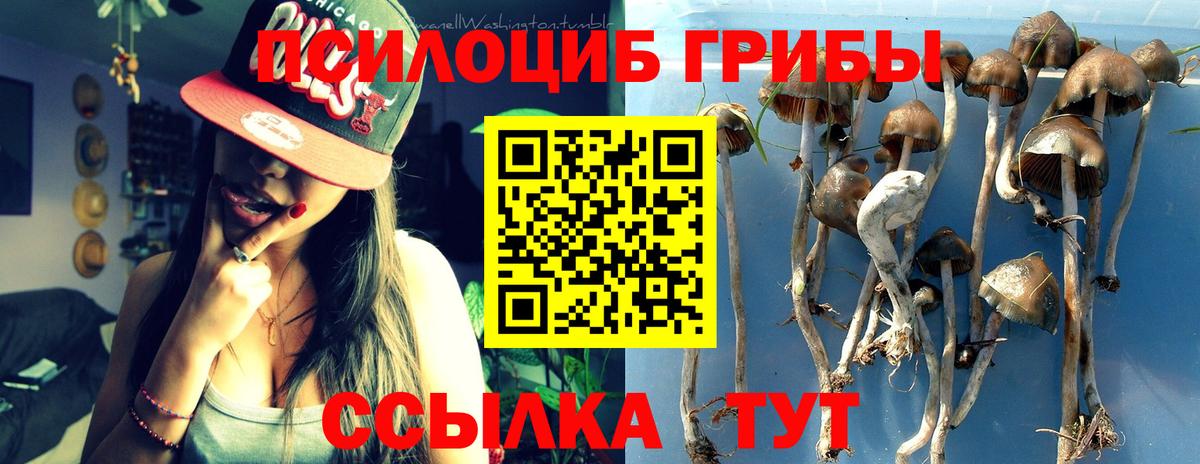 Псилоцибиновые грибы Cubensis Асино