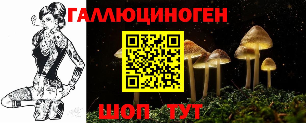 Асино  Псилоцибиновые грибы GOLDEN TEACHER  Вход с VPN  Псилоцибиновые грибы Psilocybine cubensis 